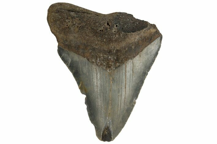 Bargain, Fossil Megalodon Tooth - North Carolina #182689